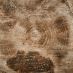 What statement is accurate based on the study of tree rings?