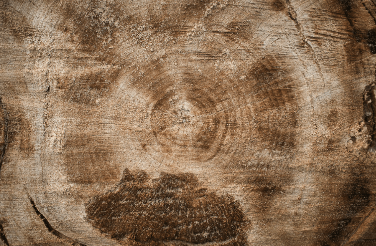 What statement is accurate based on the study of tree rings?
