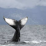 Why You Should Choose Juneau For Your Next Whale Watching Adventure