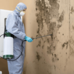 What To Expect During A Professional Mold Inspection