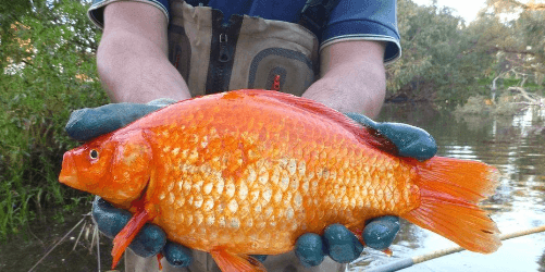 Are Goldfish Edible for Humans?