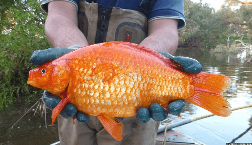 Are Goldfish Edible for Humans?