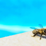 7 Ways Sweat Bees Can Compromise Your Family's Pool Safety