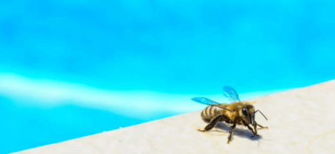 7 Ways Sweat Bees Can Compromise Your Family's Pool Safety