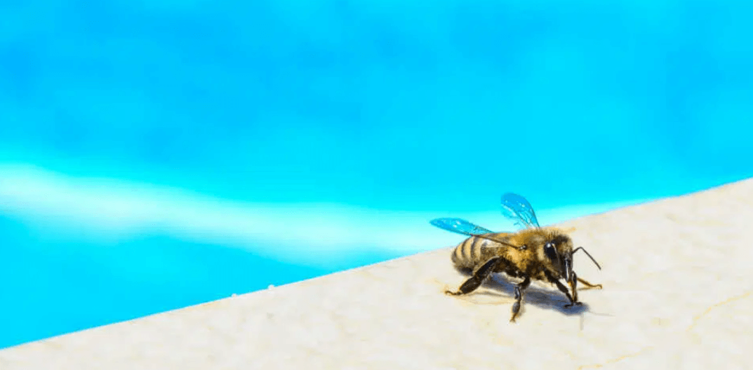 7 Ways Sweat Bees Can Compromise Your Family's Pool Safety